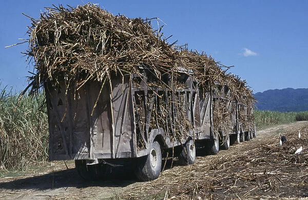JAMAICA, West Moreland Parish, Agriculture Truck train of harvested sugar cane on the