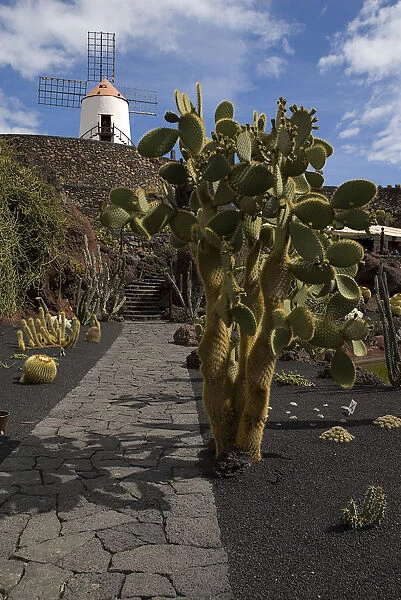 Jardin de Cactus. Former volcanic quarry transformed by Cesar Manrique. Cactus growing from black volcanic soil with restored windmill on raised wall behind