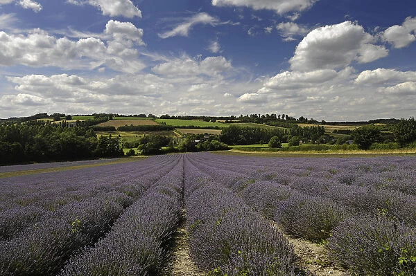 Lavender field at Castle Farm Shoreham Kent England