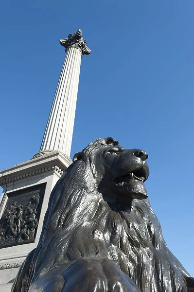 Lion statue and Nelsons column, Trafalgar Square, London