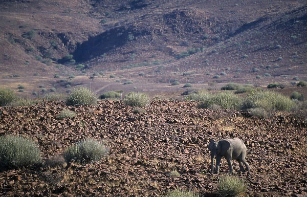 Lone desert Elephant walking through the arid desert landscape