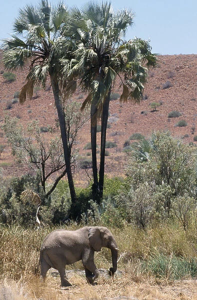 Lone desert Elephant walking past Palmwag Spring palm trees