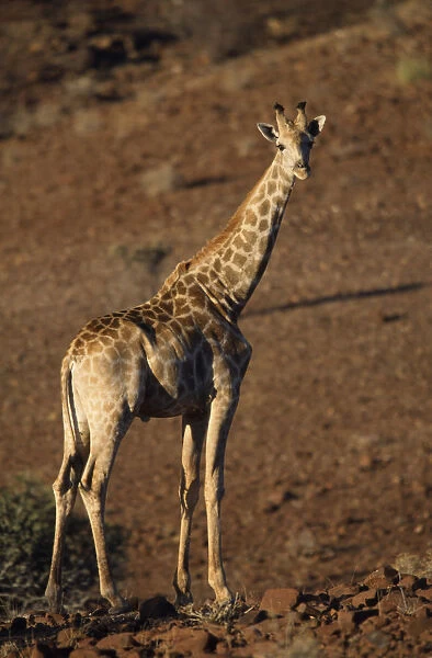 Lone Giraffe standing in the arid desert landscape