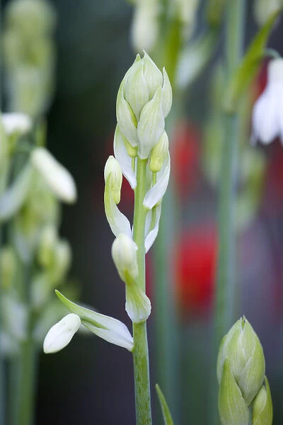 lSummer hyacinth, Galtonia candicans, long green upright stems with emerging pendulous