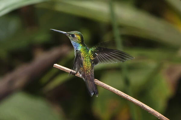 A male Blue-chested Hummingbird perched on a branch in Panama