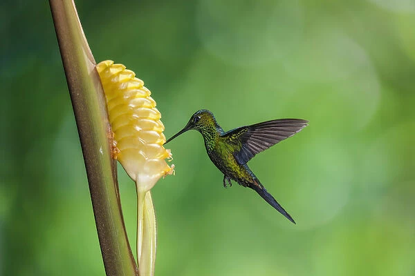 A male Green-crowned Brilliant Hummingbird feeds on the flower of a Rattlesnake Plant in