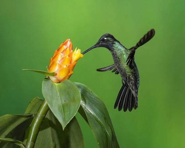 A male Magnificent Hummingbird, Eugenes fulgens, feeds on a tropical Costus flower in