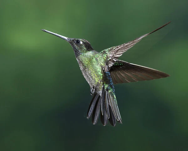 A male Magnificent Hummingbird photographed in flight with high-speed flash to stop the