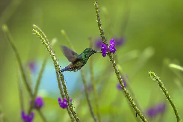A male Steely-vented Hummingbird feeds on the nector of a Porterweed flower near the