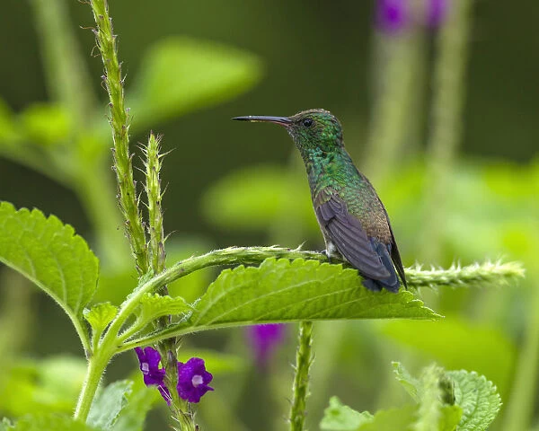 A male Steely-vented Hummingbird perches on the branch of a Porterweed near the Arenal