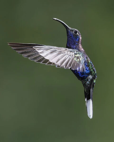 A male Violet Sabrewing Hummingbird photographed in flight with high-speed flash to