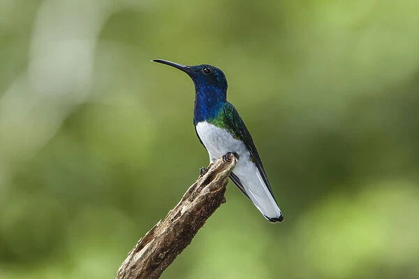 A male White-necked Jacobin perched on a branch in Panama