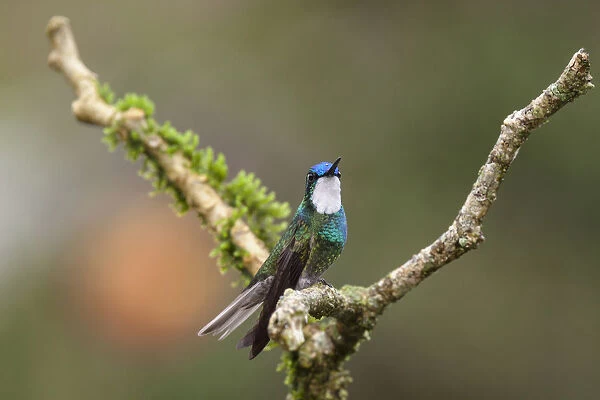 A male White-throated Mountain-gem Hummingbird perched on a branch in the Savegre River