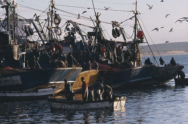 MOROCCO Essaouira Fishing boats and seagulls in port