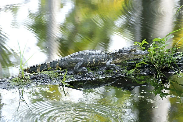 MW - Alligator 3
