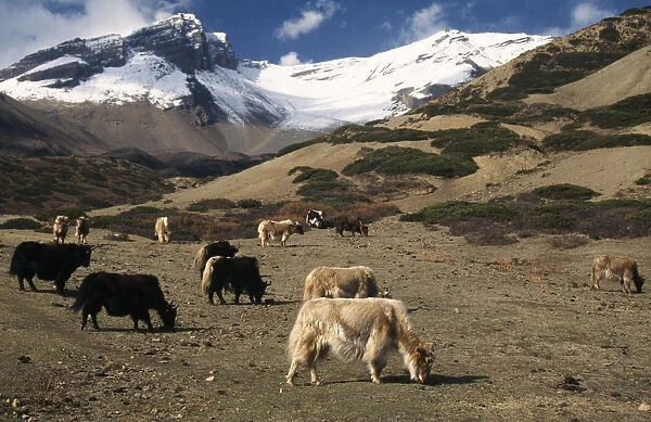 NEPAL, Annapurna Circuit Yaks grazing below the snow covered peak of Kang La Pass