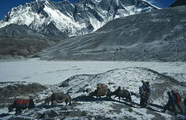 NEPAL, Sagarmatha N. Park, Lhotse Yaks carrying packs through snow covered mountain