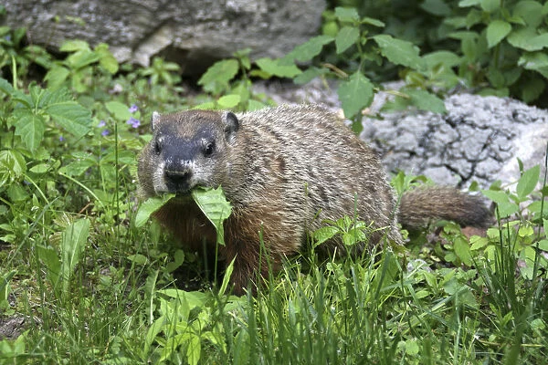 New Hampshire USA woodchuck marmot groundhog