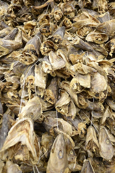 Norway, Troms, Havnnes, Air dried Stockfish cod heads primarily for West Africa, principally Nigeria, where they are used in soup