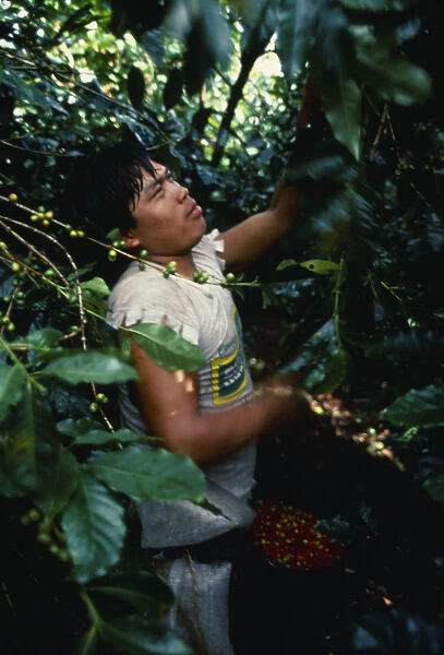 Panama, Coffee plantation worker