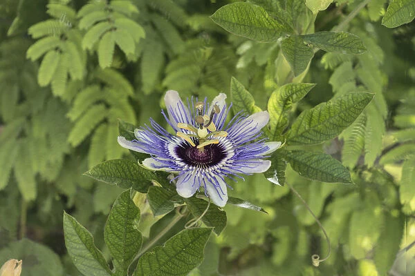 A passionflower in bloom in Palestine