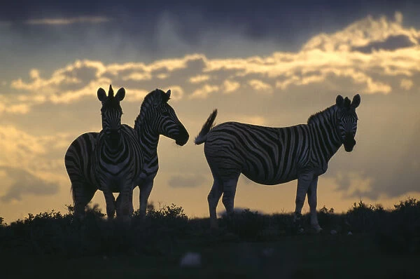 Plains Zebra silhouetted against a dusky sky