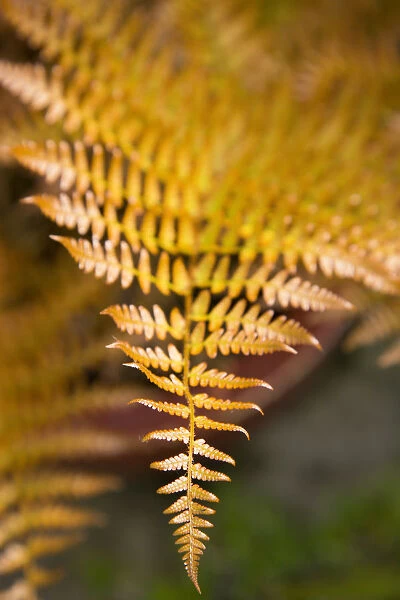 Plant, Autumn Fern, Japanese Shield Fern, Dryopteris erythrosora, bronze coloured new young frond