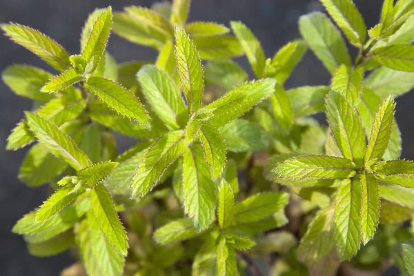 Plant, Herbs, Swiss mint, Mentha spicata, details of culinary green leaves