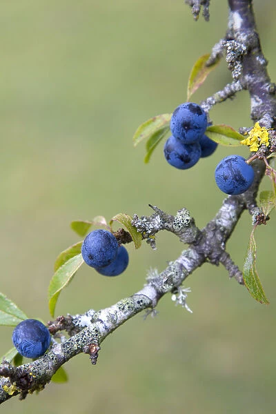 Plant, Shrub, Berries, abundant purple sloes on a Blackthorn, Prunus spinosa, in the autumn in the New Forest