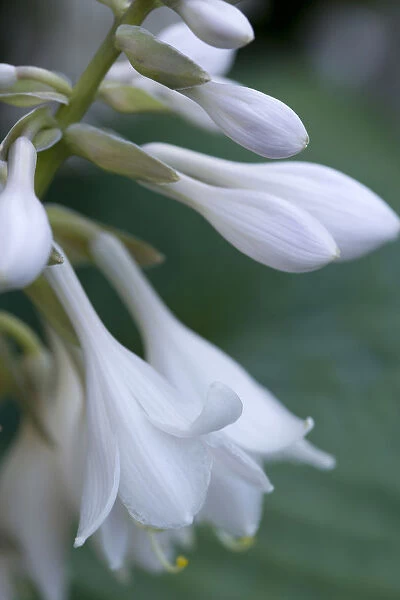 Plantain lily, Hosta, white pendulous flowers growing on a plant against a green