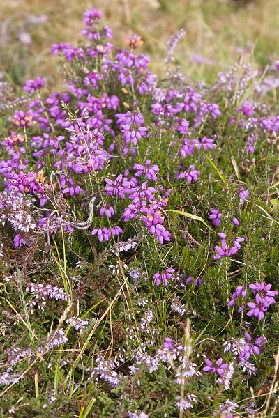 Plants, Flowers, Bell Heather, Erica cinerea, deep pink to purple bell shaped spikes of flowers on stems growing wild in the New Forest