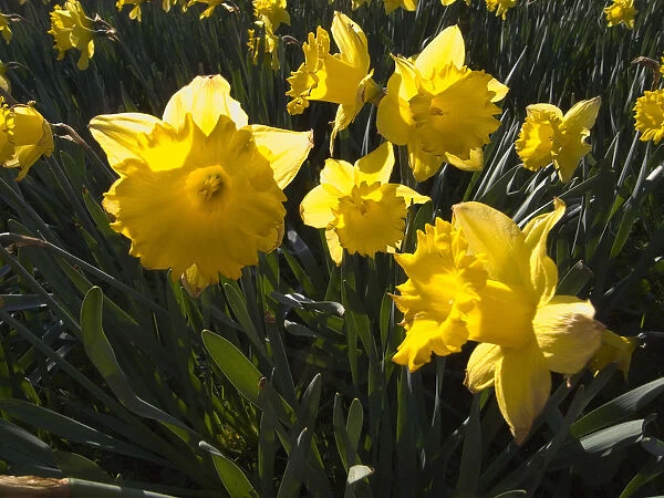 Plants Flowers Daffodils Narcissus Pseudonarcissus