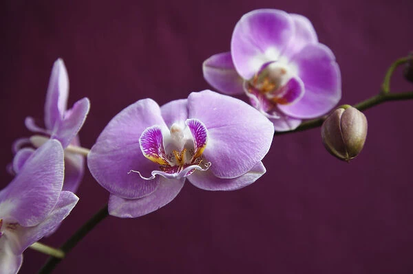 Plants, Flowers, Orchid