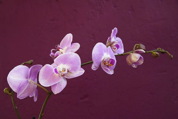 Plants, Flowers, Orchid