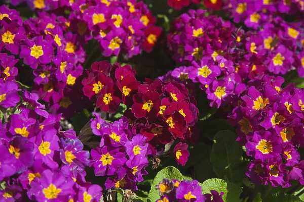 Plants, Flowers, Pansy