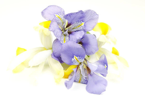 Plants, Flowers, Studio shot of colourful cut Iris stems against white background