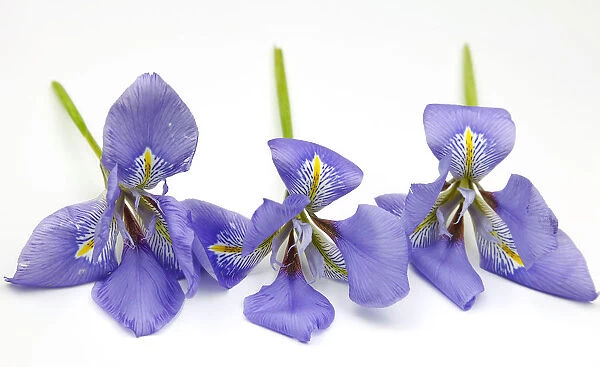 Plants, Flowers, Studio shot of colourful cut Iris stems against white background