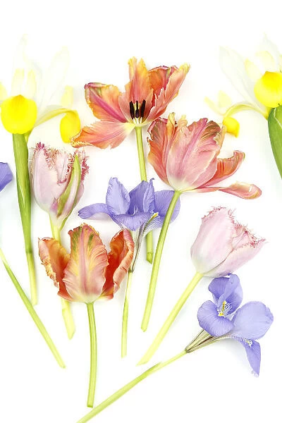 Plants, Flowers, Studio shot of colourful cut Tulip stems with Irises against white background