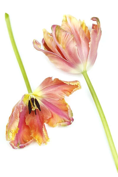Plants, Flowers, Studio shot of colourful cut Tulip stems against white background