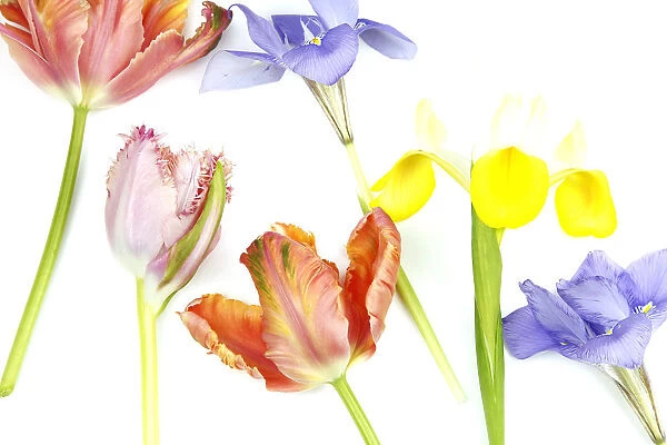 Plants, Flowers, Studio shot of colourful cut Tulip stems with Irises against white background