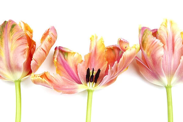 Plants, Flowers, Studio shot of colourful cut Tulip stems against white background
