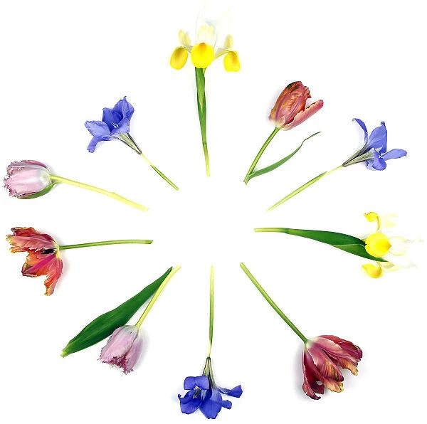 Plants, Flowers, Studio shot of colourful cut Tulip stems with Irises in a radial pattern against white background