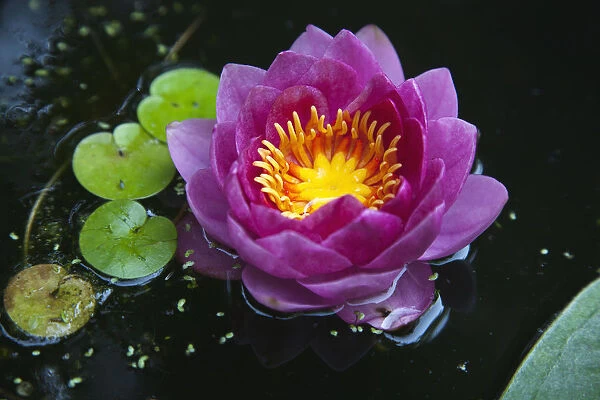 Plants, Flowers, Water Lily