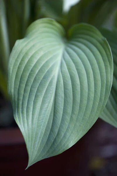 Hosta. Plants, Hosta, Large green heart shaped leaves