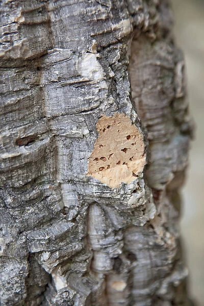 Portugal, Estremadura, Lisbon, Detail of cork tree bark showing pattern