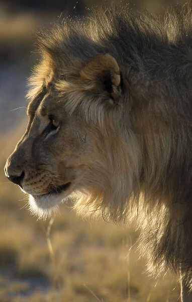 Profile shot of a Male Lion in the early morning light