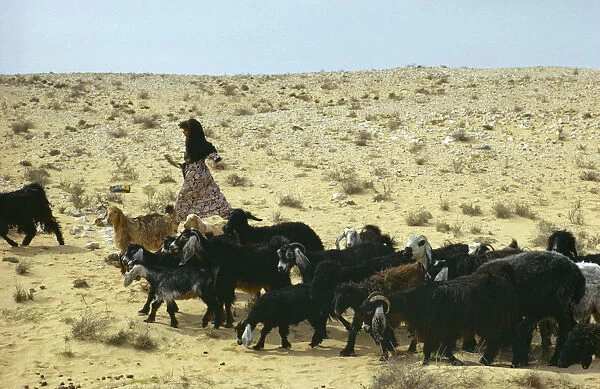Qatar, Agriculture, Lifestock, Bedouin child with goat herd