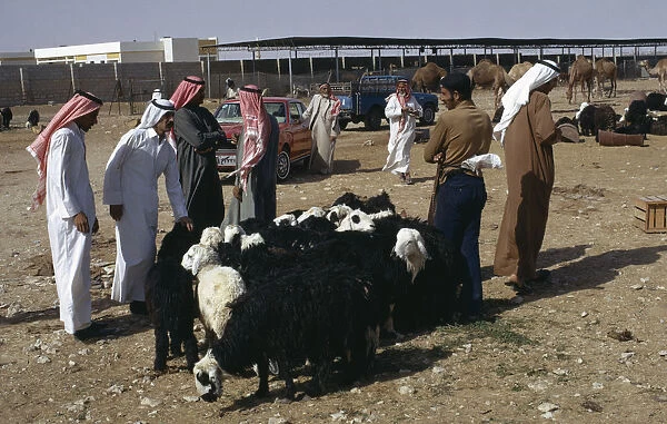 QATAR, Doha Men buying and selling sheep in the Souk or market