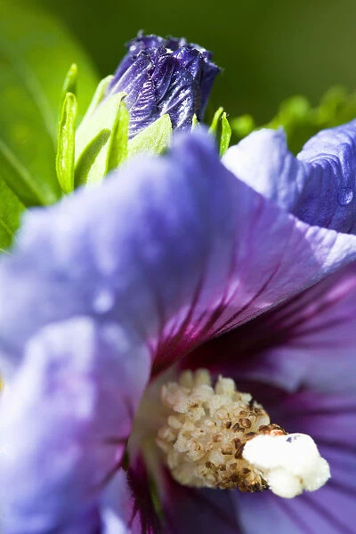 Rose mallow, Hibiscus syriacus Blue Bird, purple blue flower