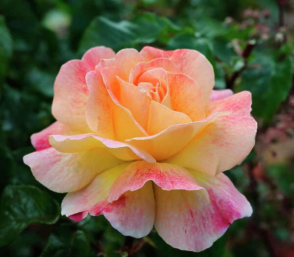 Rose, Rosa, Single peach coloured flower growing outdoor